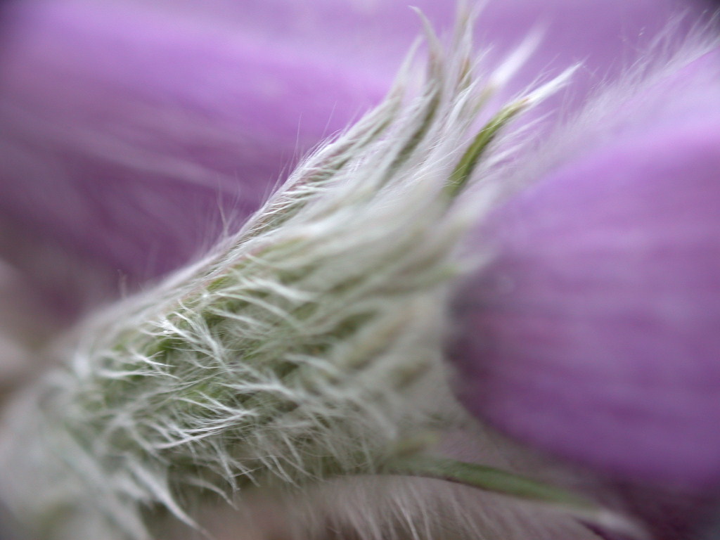 Pulsatilla vulgaris / Pulsatilla comune